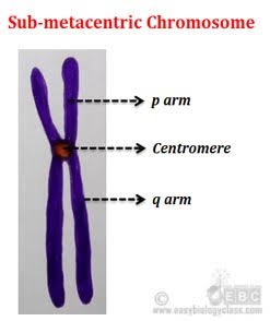Chromosome based question